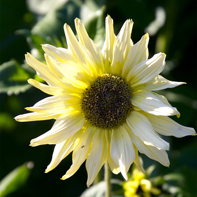 Italian White Sunflower Seeds