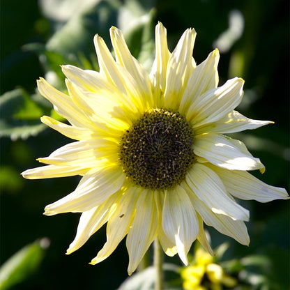 Italian White Sunflower Seeds