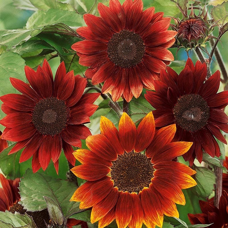 Sunflower Wildflower Seeds for Sale | Sunflower Seeds for Planting Sunflower Wildflower Seeds for Sale | Sunflower Seeds for Planting