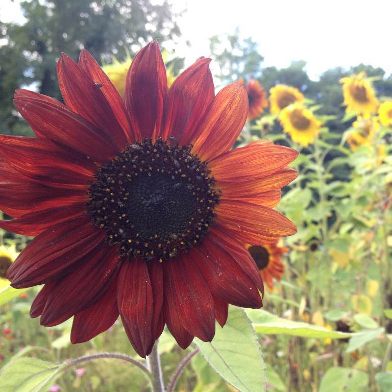 Autumn Beauty Sunflower Seeds