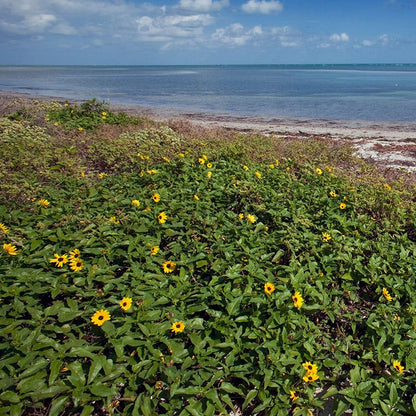 Beach Sunflower Seeds