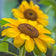 Helianthus annuus 'Incredible'