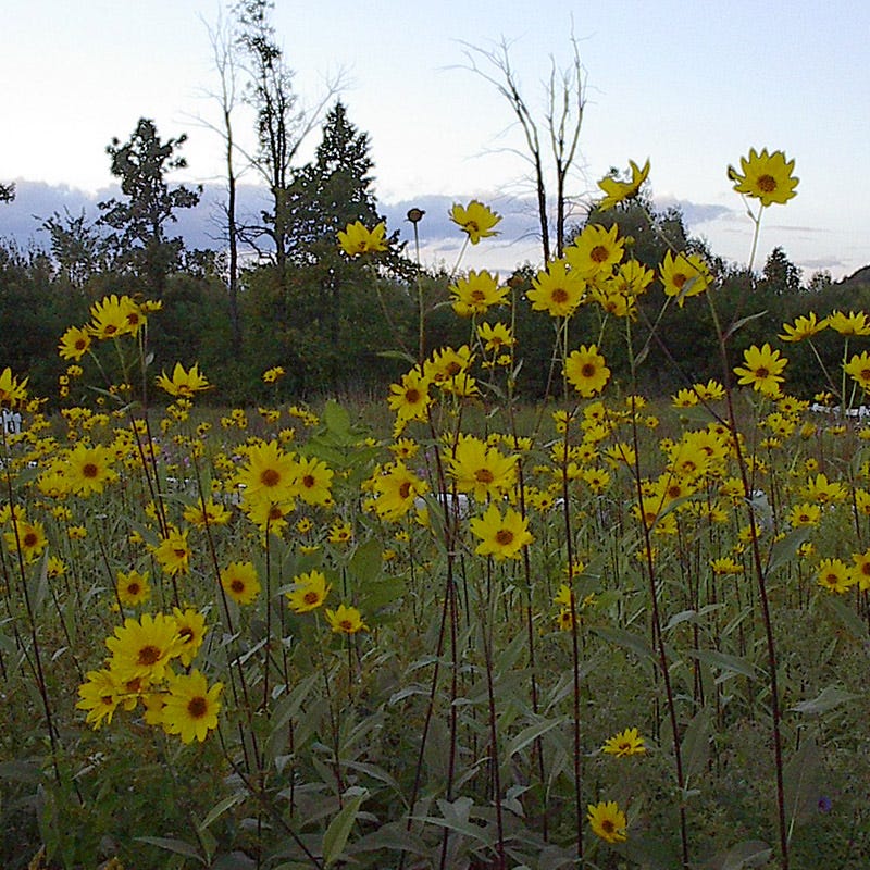 Maximilian Sunflower Seeds