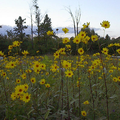Maximilian Sunflower Seeds