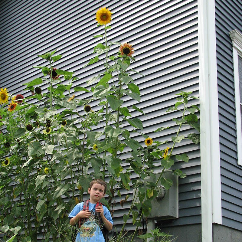 Mammoth Grey Stripe Sunflower Seeds