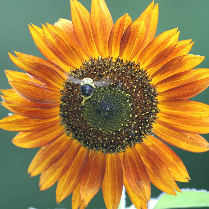 Autumn Beauty Sunflower Seeds