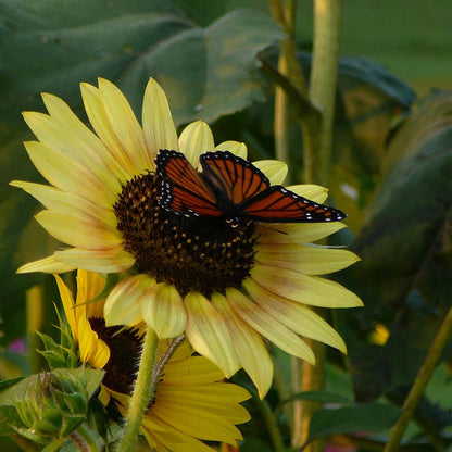 Evening Colors Sunflower Seeds