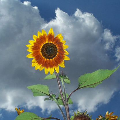 Autumn Beauty Sunflower Seeds