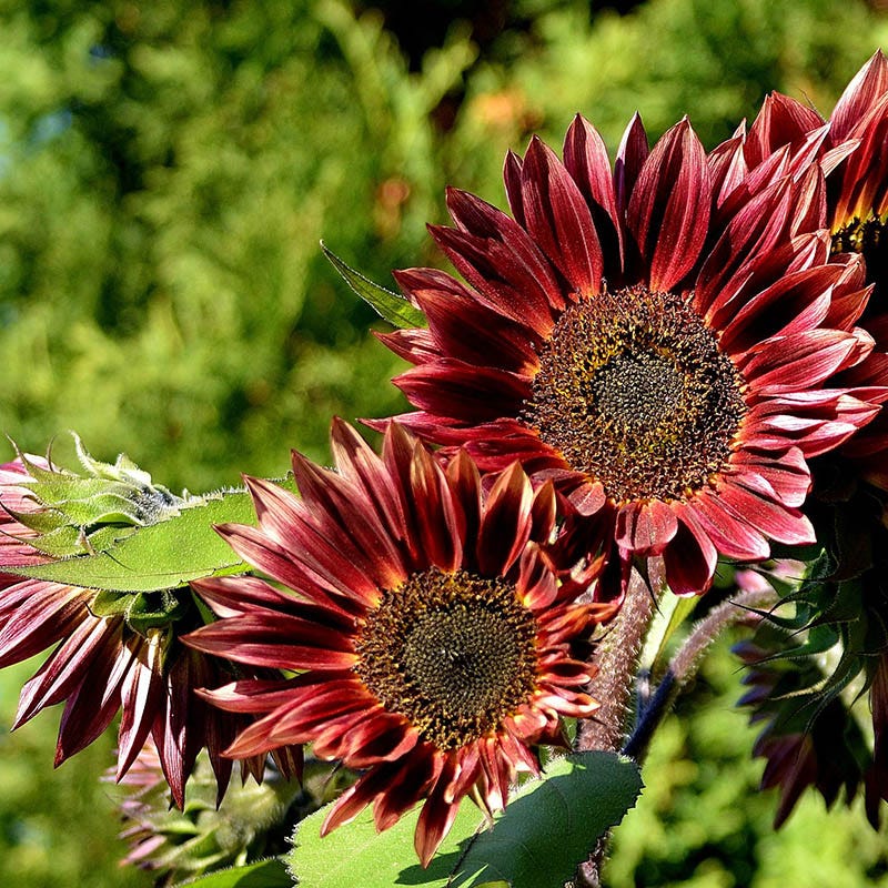 Red Sun Sunflower Seeds