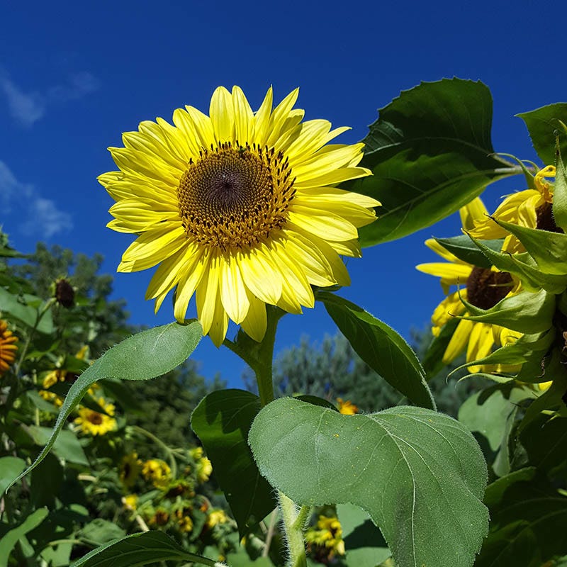 Lemon Queen Sunflower Seeds | Yellow
