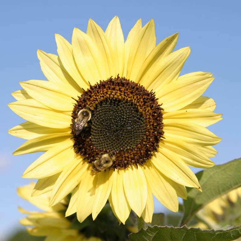 Lemon Queen Sunflower Seeds