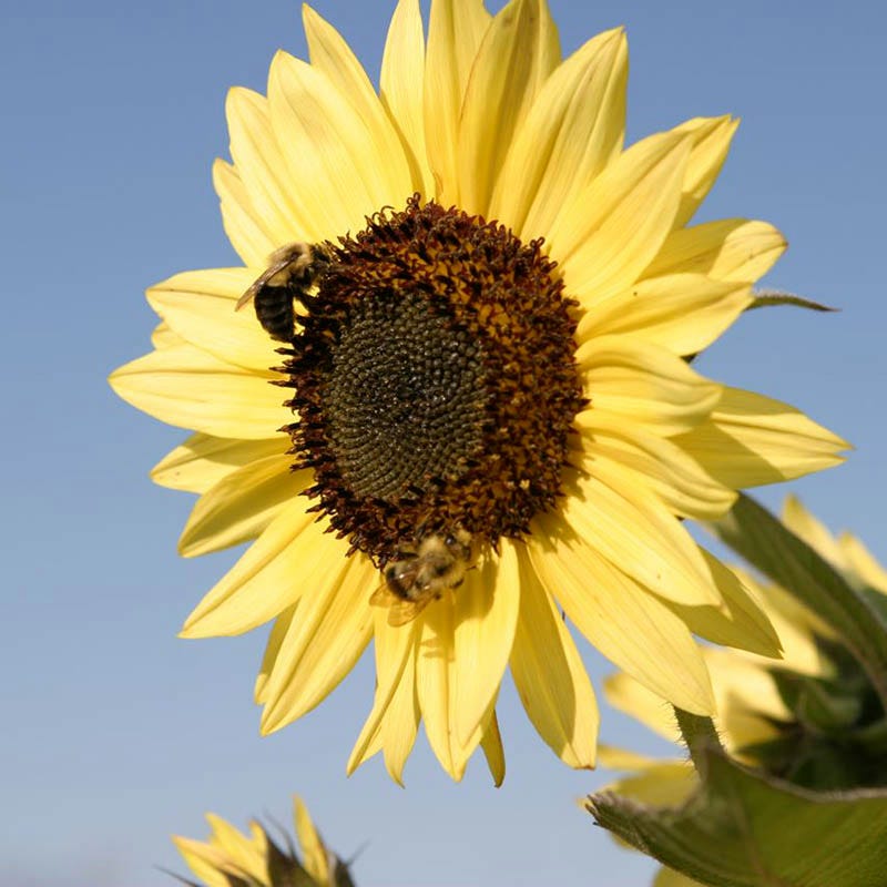 Lemon Queen Sunflower Seeds