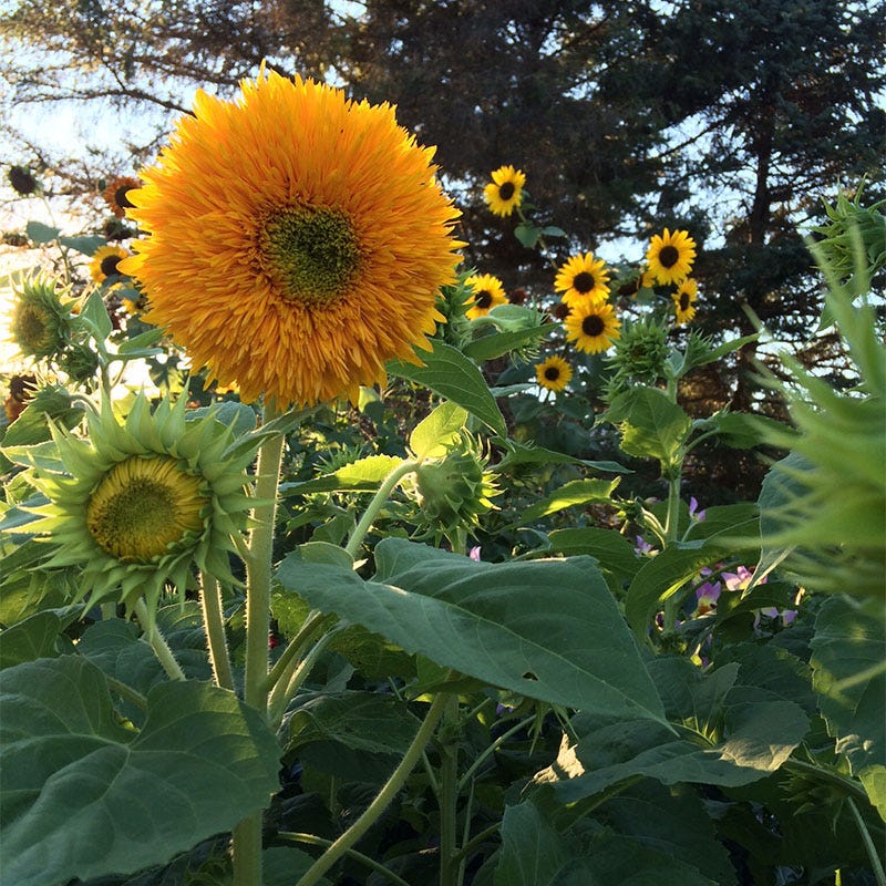 Sunflower Seed Mix