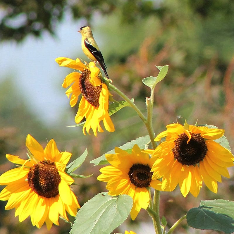 Backyard Birding Wildflower Seed Mix