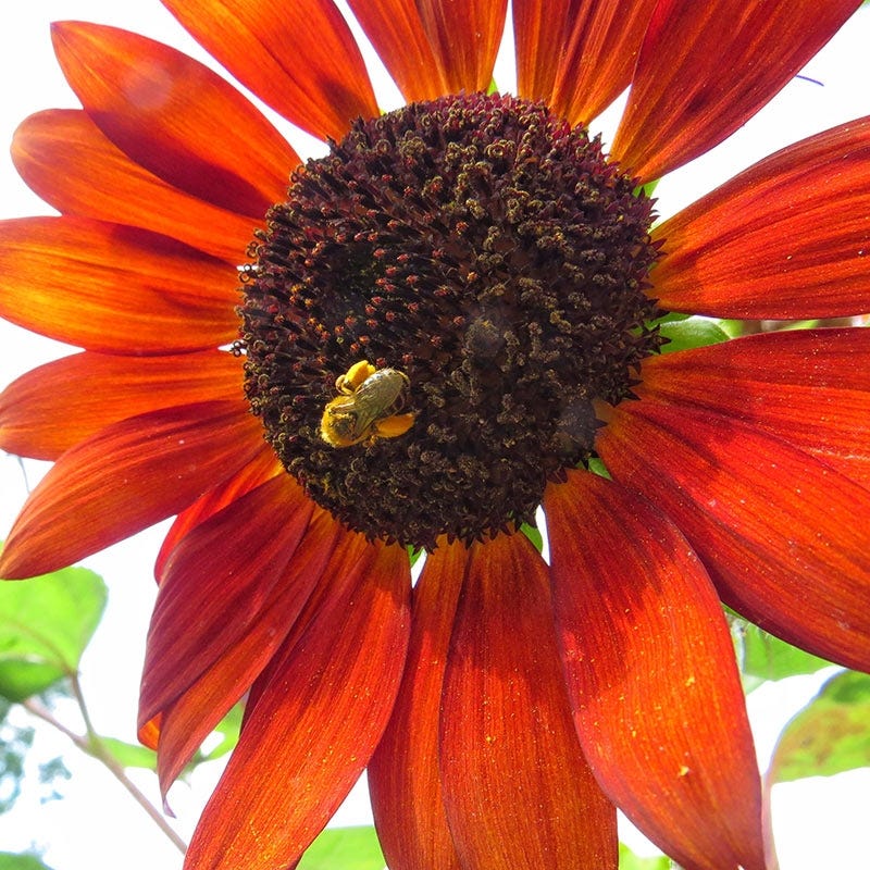 Velvet Queen Sunflower Seeds