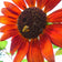 Velvet Queen Sunflower Seeds