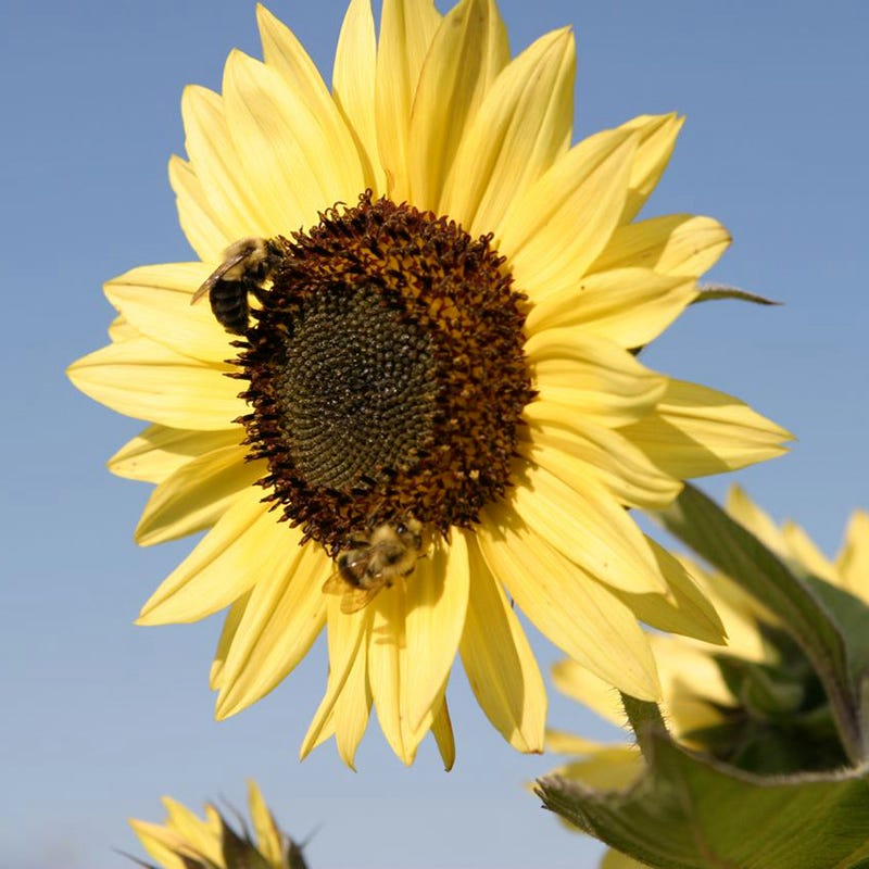 Sunflowers For The Soul Seed Collection | American Meadows