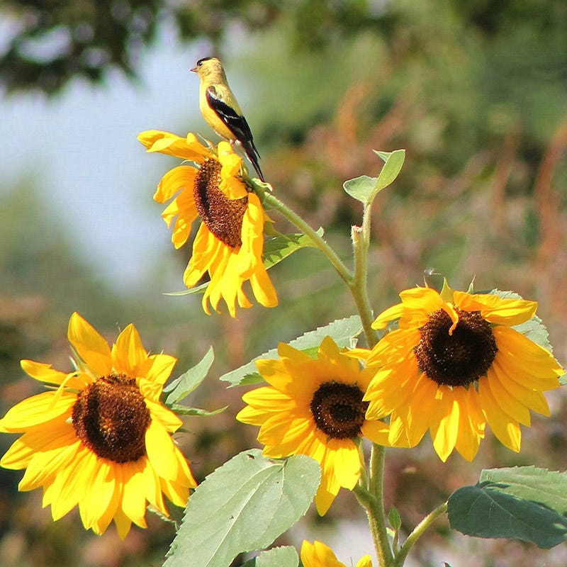 Buzz & Flutter Pollinator Wildflower Seed Collection