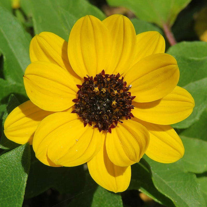 Beach Sunflower Seeds