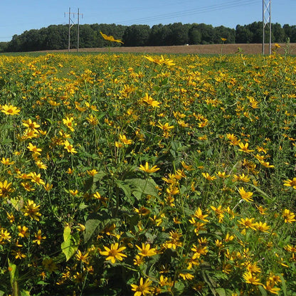 Early Sunflower Seeds