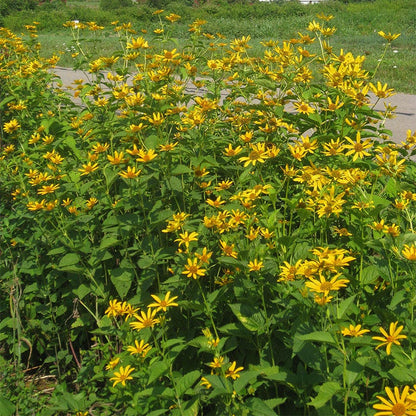 Early Sunflower Seeds