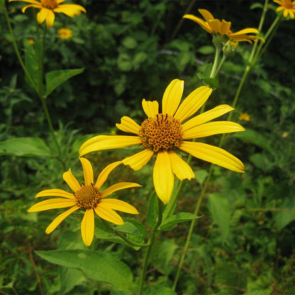 Early Sunflower Seeds