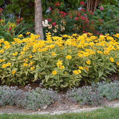Sunstruck Heliopsis