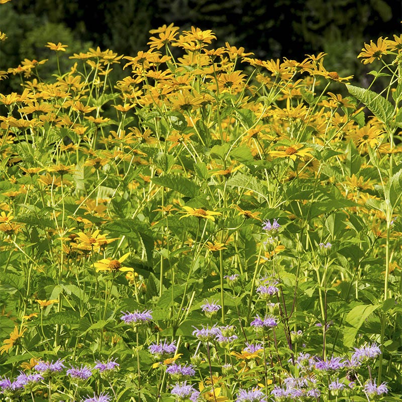Early Sunflower Seeds