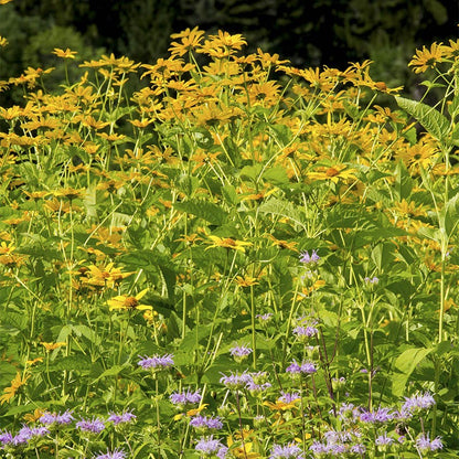 Early Sunflower Seeds