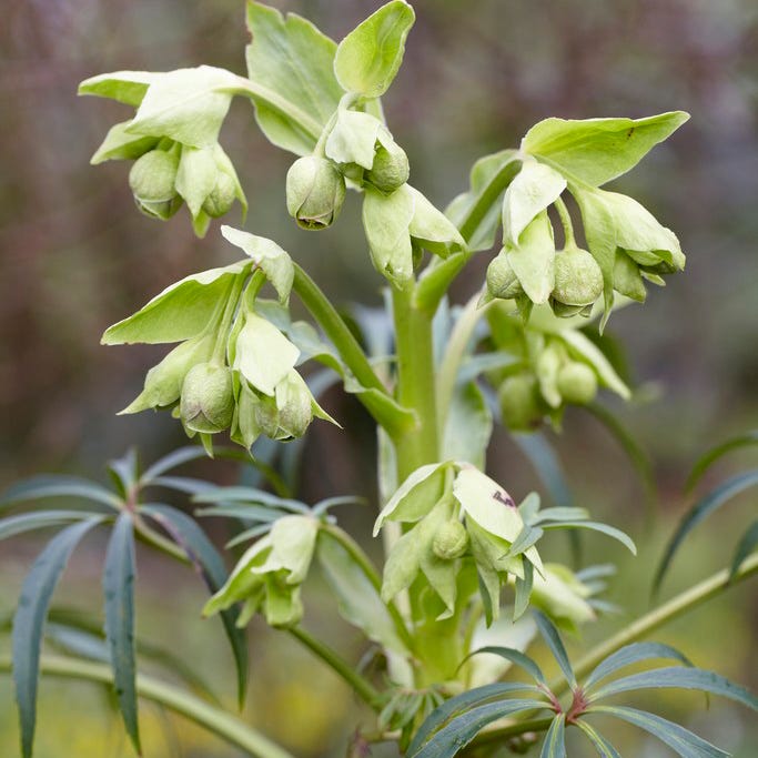 green hell lily flower Stinking Hellebore, Helleborus