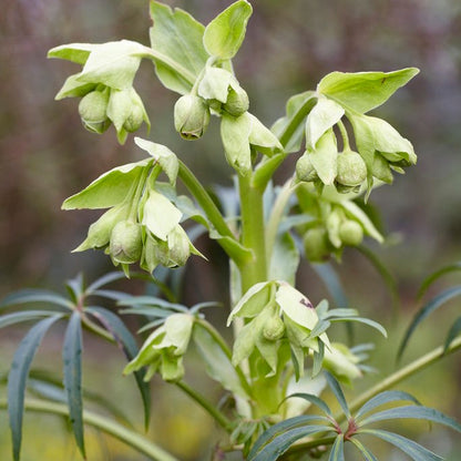 Stinking Hellebore
