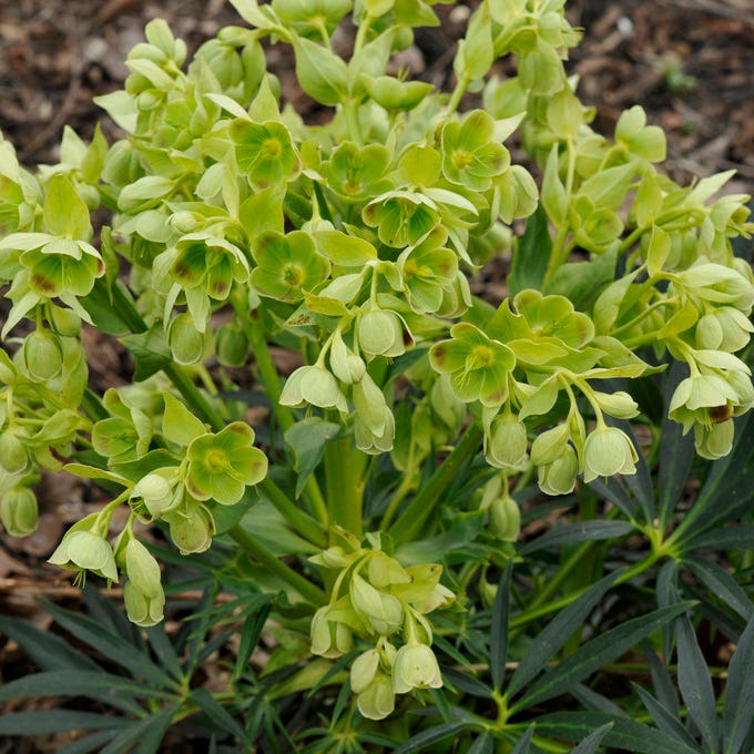 Stinking Hellebore