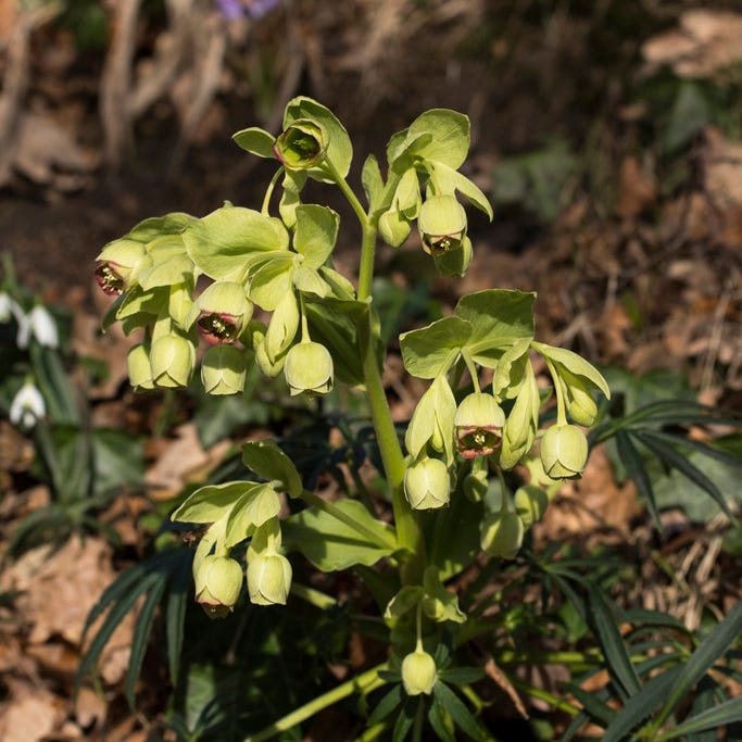 Stinking Hellebore