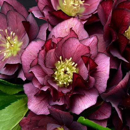 Wedding Party® True Love Helleborus