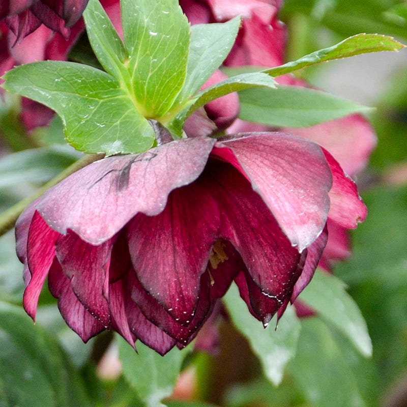 lenten rose seeds for sale Wedding Party True Love Helleborus | Red | Plant