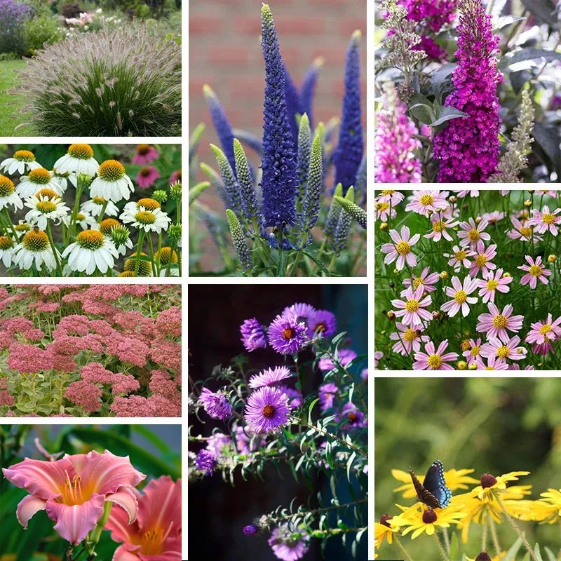 Hello Sunshine Pre-Planned Garden