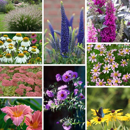 Hello Sunshine Pre-Planned Garden