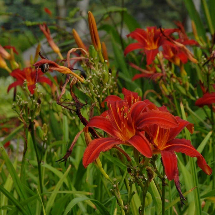 Crimson Pirate Daylily