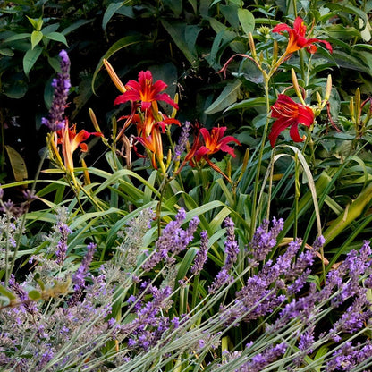 Crimson Pirate Daylily