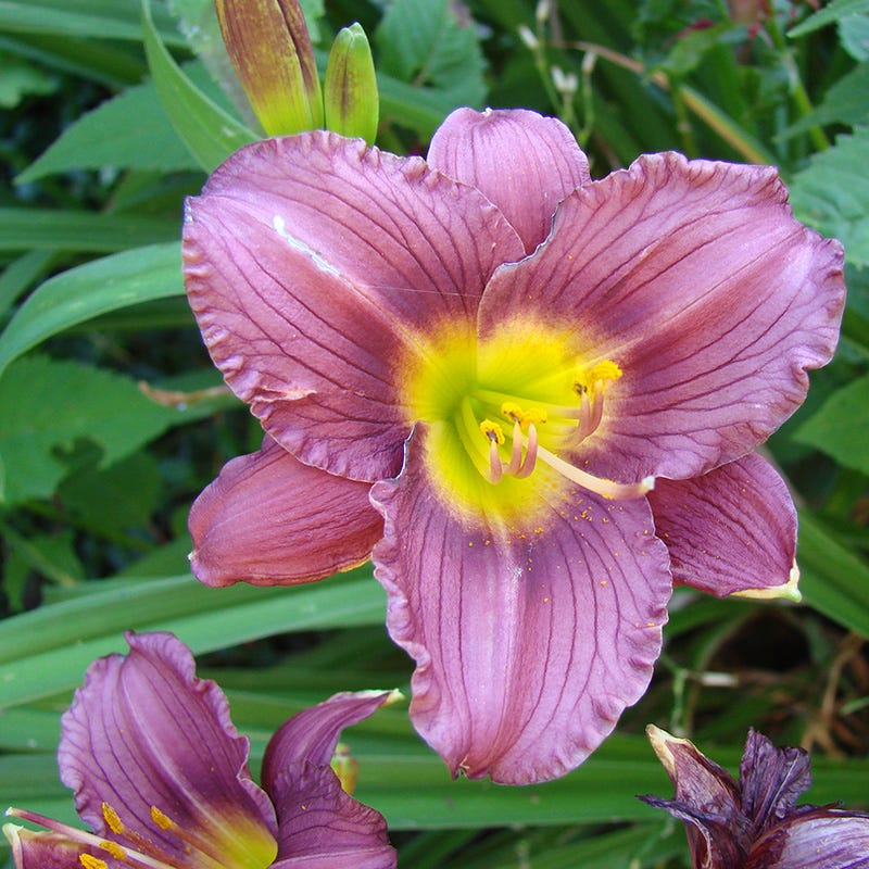 Whimsical Pre-Planned Garden