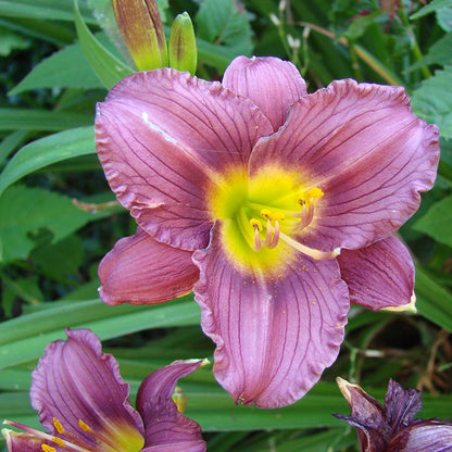 Whimsical Pre-Planned Garden