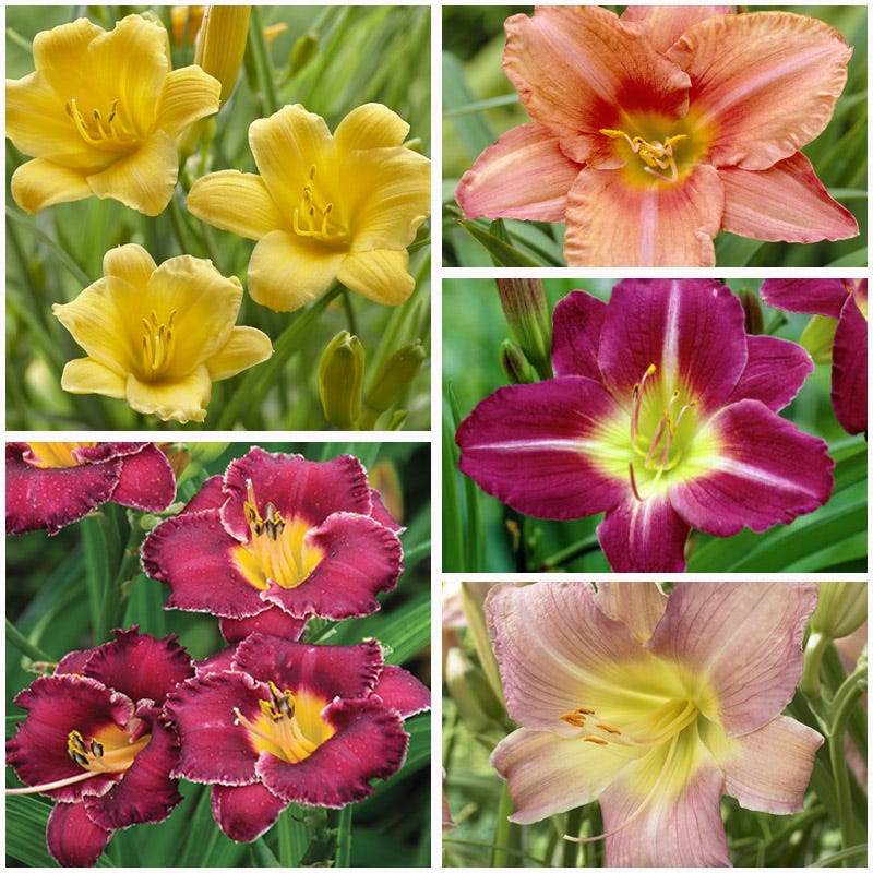 Daylily Mix