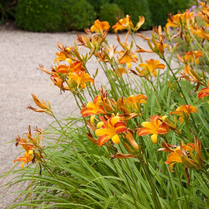 Frans Hals Daylily, Hemerocallis | American Meadows