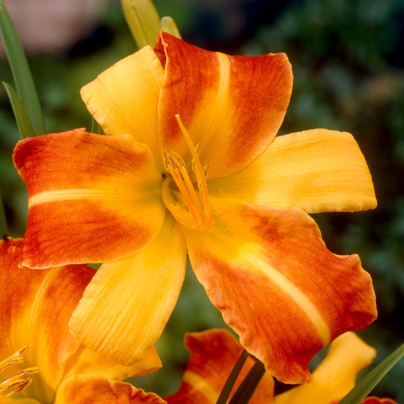 Frans Hals Daylily
