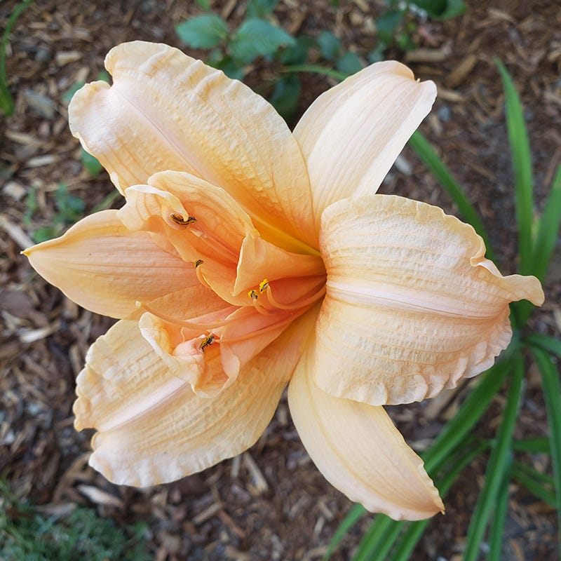 Double Dream Daylily - Thumbnail 2