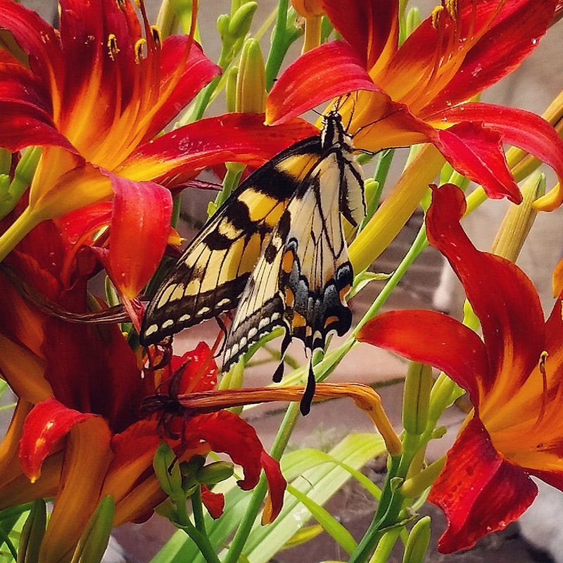 Crimson Pirate Daylily