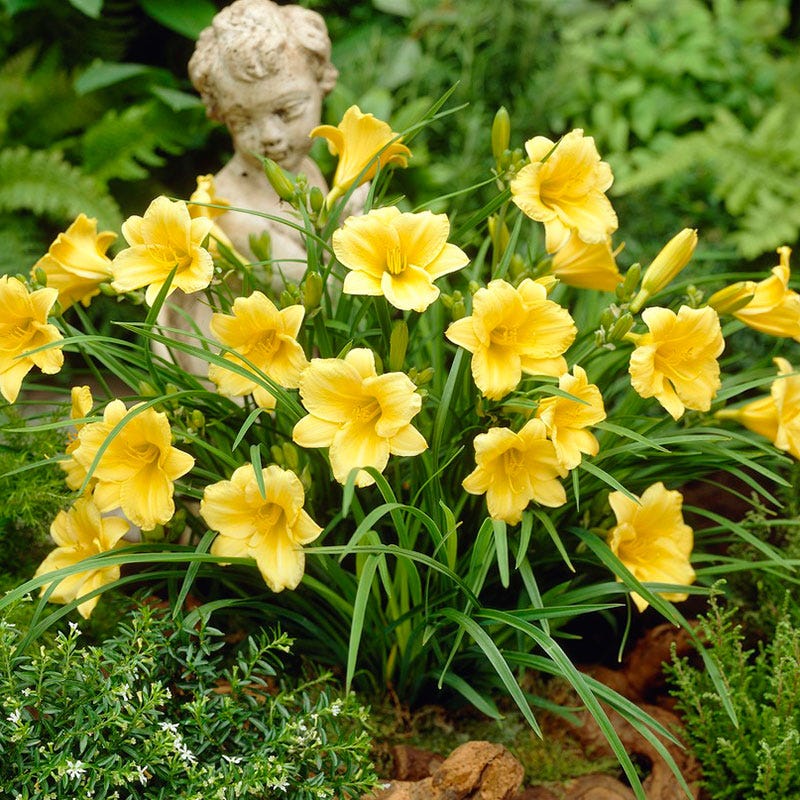 Stella D'Oro Reblooming Daylily - Thumbnail 3