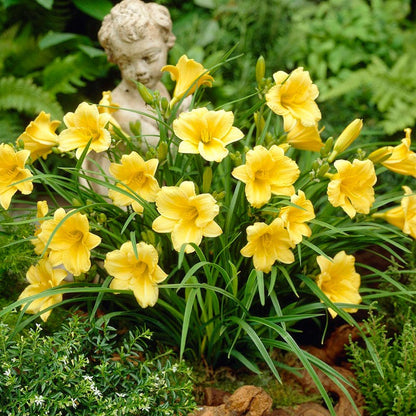 Stella D'Oro Reblooming Daylily