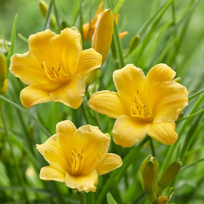 Easy Care Pre-Planned Garden