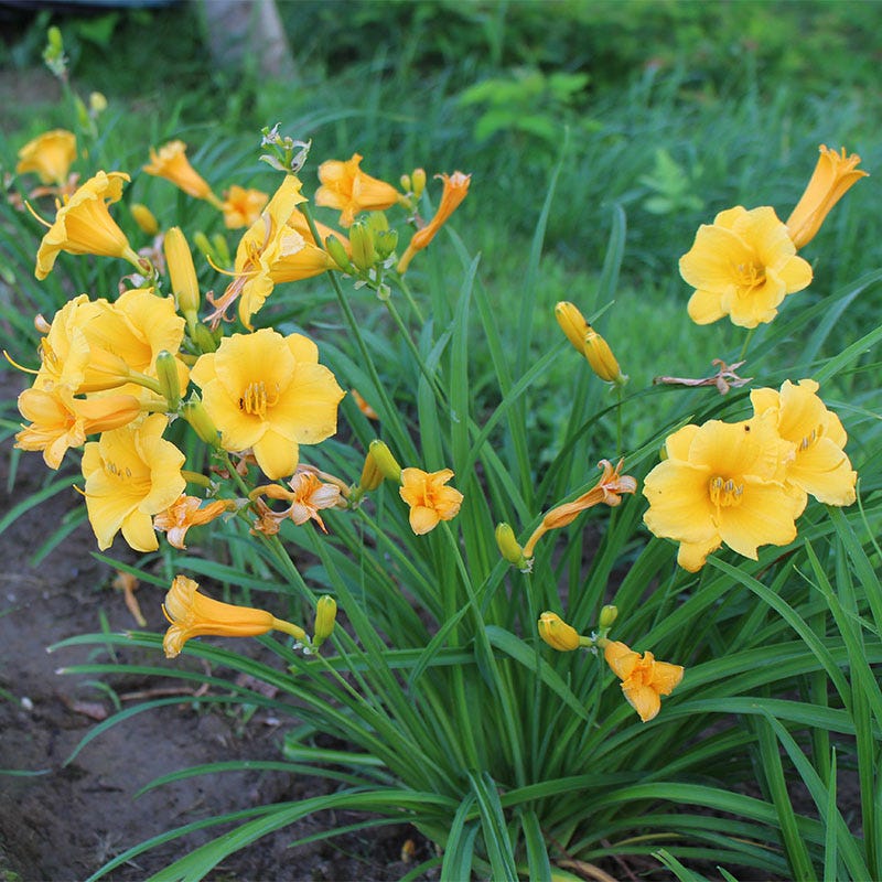 Stella D'Oro Reblooming Daylily